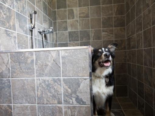 friendly dog peeping round the doggy shower